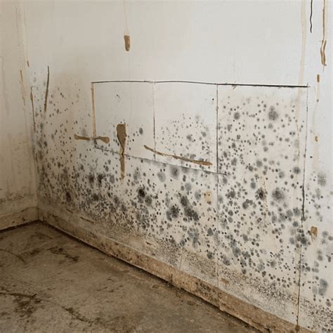 Does Ammonia Kill Mold? - JW Home Care