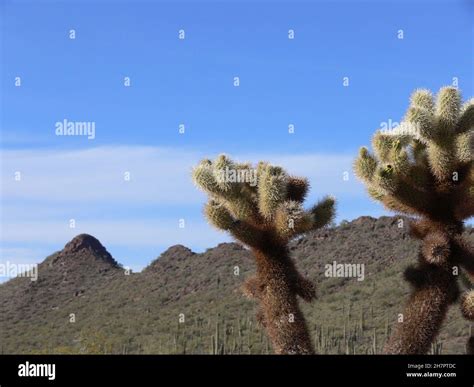Teddy Bear Cholla Cactus in the Arizona desert Stock Photo - Alamy