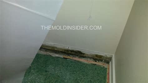 How To Remove Mold Behind Baseboards and Floor Trim - The Mold Insider