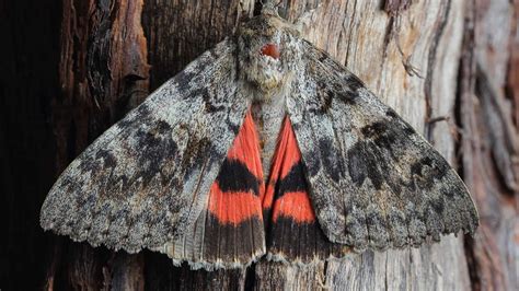 Underwing Moth Camo