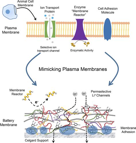 Biological cell plasma membranes inspire novel separator for a ...