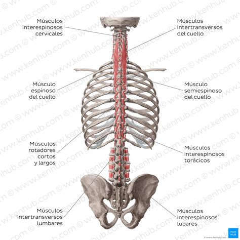 Anatomía de la espalda: Columna y músculos de la espalda | Kenhub