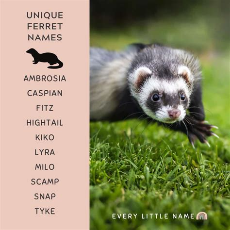 280 Best Ferret Names (Cute, Cool, and Unique) - Every Little Name