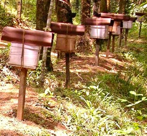 Apiculture in Rubber Plantations of Kerala, South India
