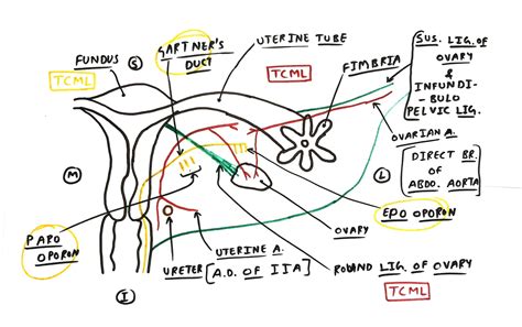 Broad ligament of uterus - TCML - The Charsi of Medical Literature