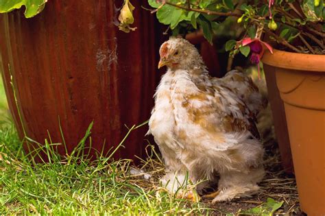 Mille Fleur d'Uccle: Breed Profile, Facts & Pictures