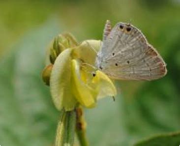 TNAU Agritech Portal :: Crop Protection