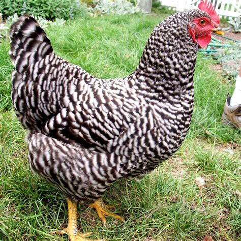 pictures of barred rock chickens | Prairie Creek Farm | Chickens ...