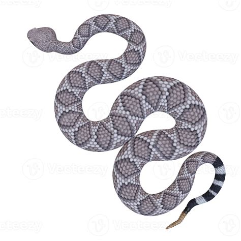 Western diamondback rattlesnake 3d illustration 11890370 Stock Photo at ...