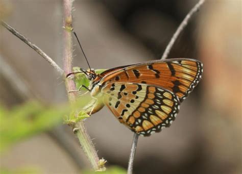 Byblia ilithyia | Butterfly