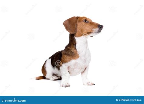628 Piebald Dachshund Stock Photos - Free & Royalty-Free Stock Photos ...