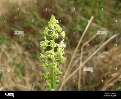 Reseda lutea, commonly known as yellow mignonette, is a flowering plant ...