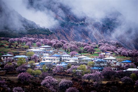 光影下的波密岗乡林芝云杉林，是森林秘境，被称为中国最美森林|森林|云杉|岗乡_新浪新闻