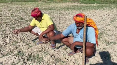 Deficient Rain Affect Paddy Sowing: मौसम की बेरुखी से बढ़ा सूखे का खतरा ...