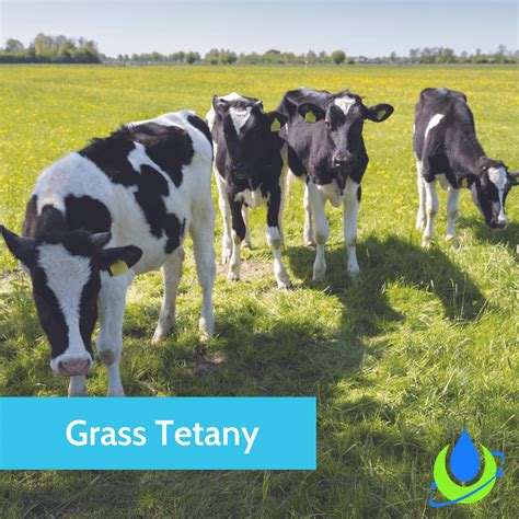 Sheep Grass Tetany
