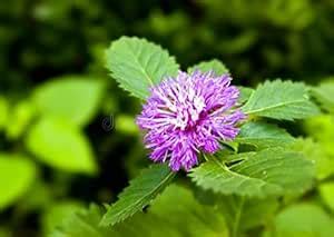 Creative Farmer Kesavardhini (Centratherum Punctatum) Medicinal Plant ...