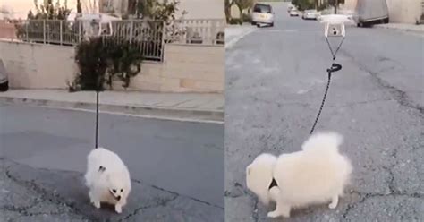 Genius Man Lets Drone Take His Dog For A Walk During COVID-19 Self ...