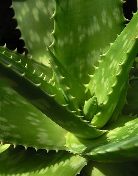 How to care plants and flowers: Aloe Vera (syn. Aloe Barbadensis)