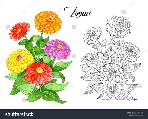 Zinnia Drawing