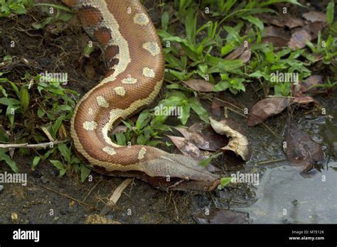 Image result for Blood Python