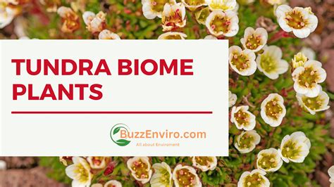 Top 5 Plants Found in Temperate Grasslands and Their Role - BuzzEnviro.com