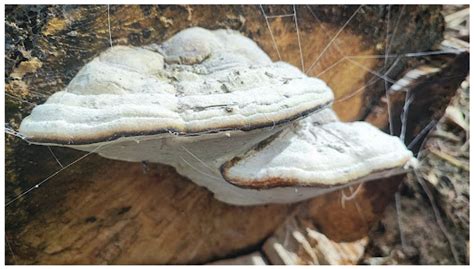 Investigating the Potential of Polypore Fungi as Eco-Friendly Materials ...