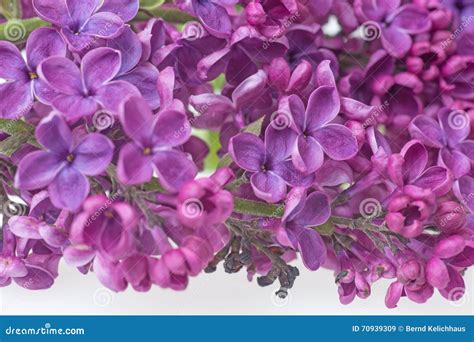 Closeup of Purple Lilac Flower Stock Image - Image of blossom, lilac ...
