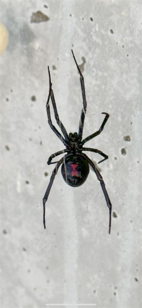 Finally got a nice shot of Ms. Killhopper’s hourglass! : r/spiders