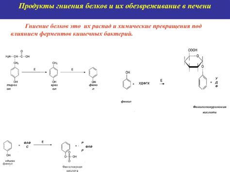Обмен белков в организме презентация, доклад