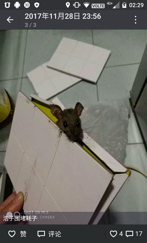 可怕！澳大利亚鼠害期间 一女子醒来发现老鼠啃食自己眼球_凤凰网