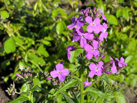5 Purple Perennial Flowers - A-Z Animals