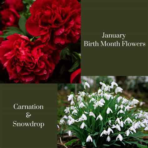 Carnation Snowdrop Flower Meaning at Willie Mixon blog
