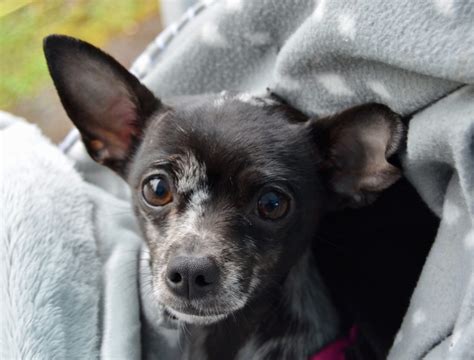 Our Services - Seattle Veterinary Outreach