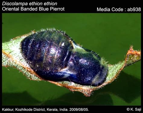 Discolampa ethion | Butterfly