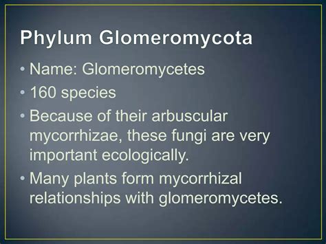 Groups and phyla of fungi | PPTX - phylum of fungi