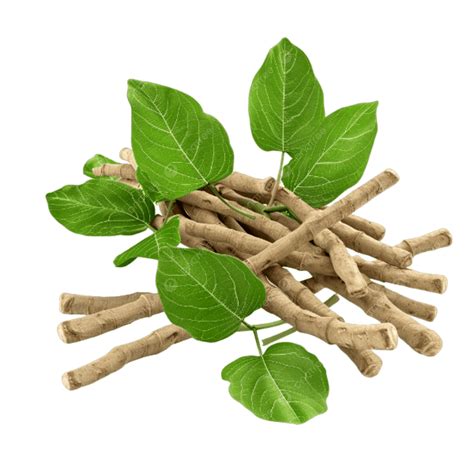 Ashwagandha Also Known As Withania Somnifera Is A Medicinal Herb With ...