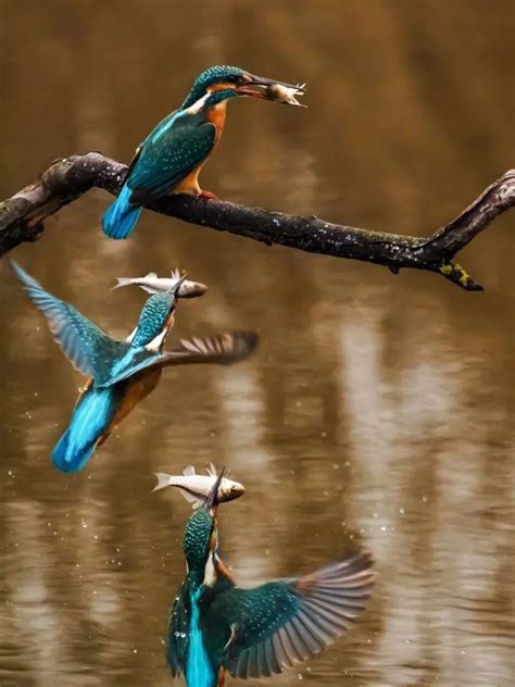 Birds that sing beautifully at night | Times of India