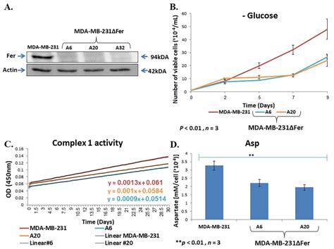 Loss of Fer Jeopardizes Metabolic Plasticity and Mitochondrial ...