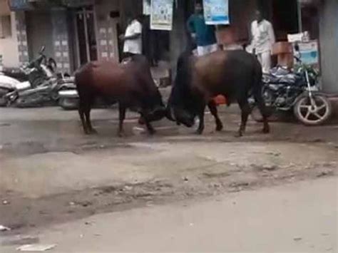 People fear due to bull fighting in Kangia area of Jetpur | ભયનો માહોલ ...