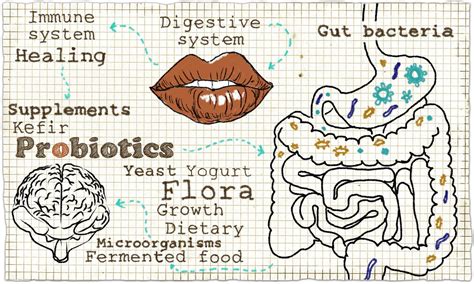 Learn How Gut Brain Connection And Probiotics Affect Wellness