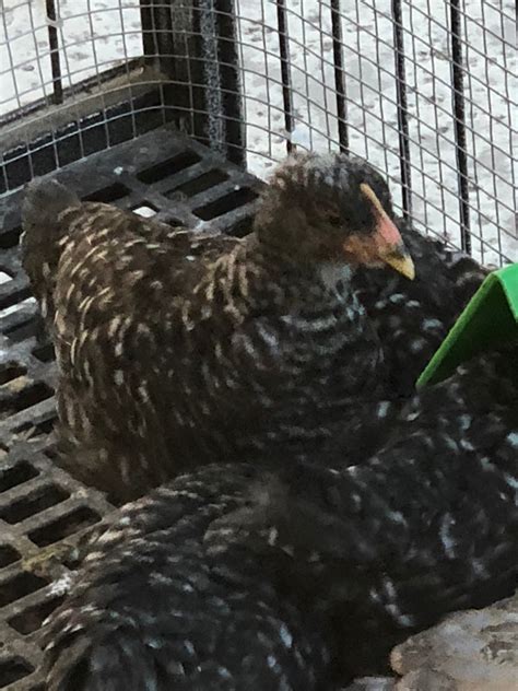 Barred Plymouth Rock BANTAMS -- Upcoming Hatches – Backyard Chickies