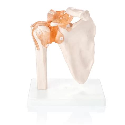 Human Shoulder Joint Model With Flexible Ligaments – HomoSapiens