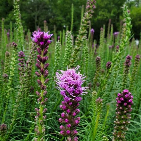 Liatris spicata ‘Kobold’ (Blazing Star) - Cavano’s Perennials