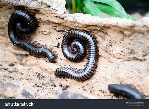 View Archispirostreptus Gigas Known Giant African Stock Photo ...