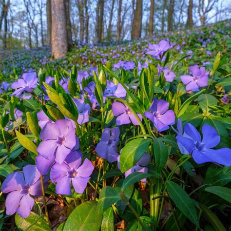 Periwinkle For Sale | Wholesale Periwinkle – Tennessee Wholesale Nursery