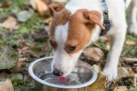 How to Get a Sick Dog to Drink Water - Whole Dog Journal