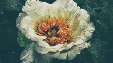 Download A White Flower With Orange Centers | Wallpapers.com