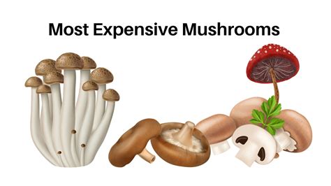 Most Expensive Truffle Mushroom Ingredients T | Living A Life In