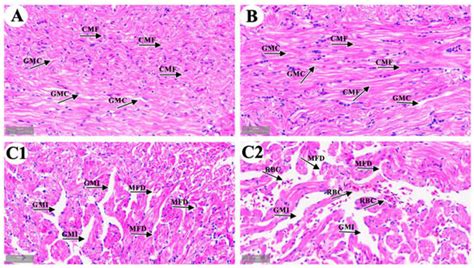 Oxidative Stress, Energy Metabolism Disorder, Mitochondrial Damage, and ...