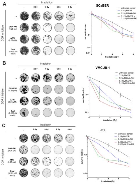Effective Radiosensitization of Bladder Cancer Cells by Pharmacological ...